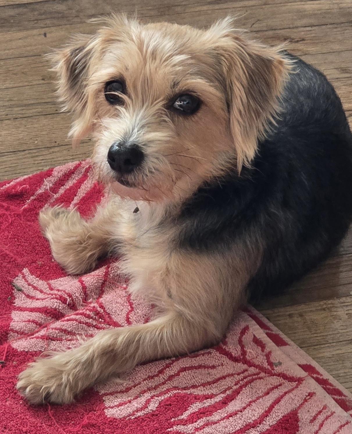 Lily, ADOPTABLE, Adult Female Yorkshire Terrier & Maltese.