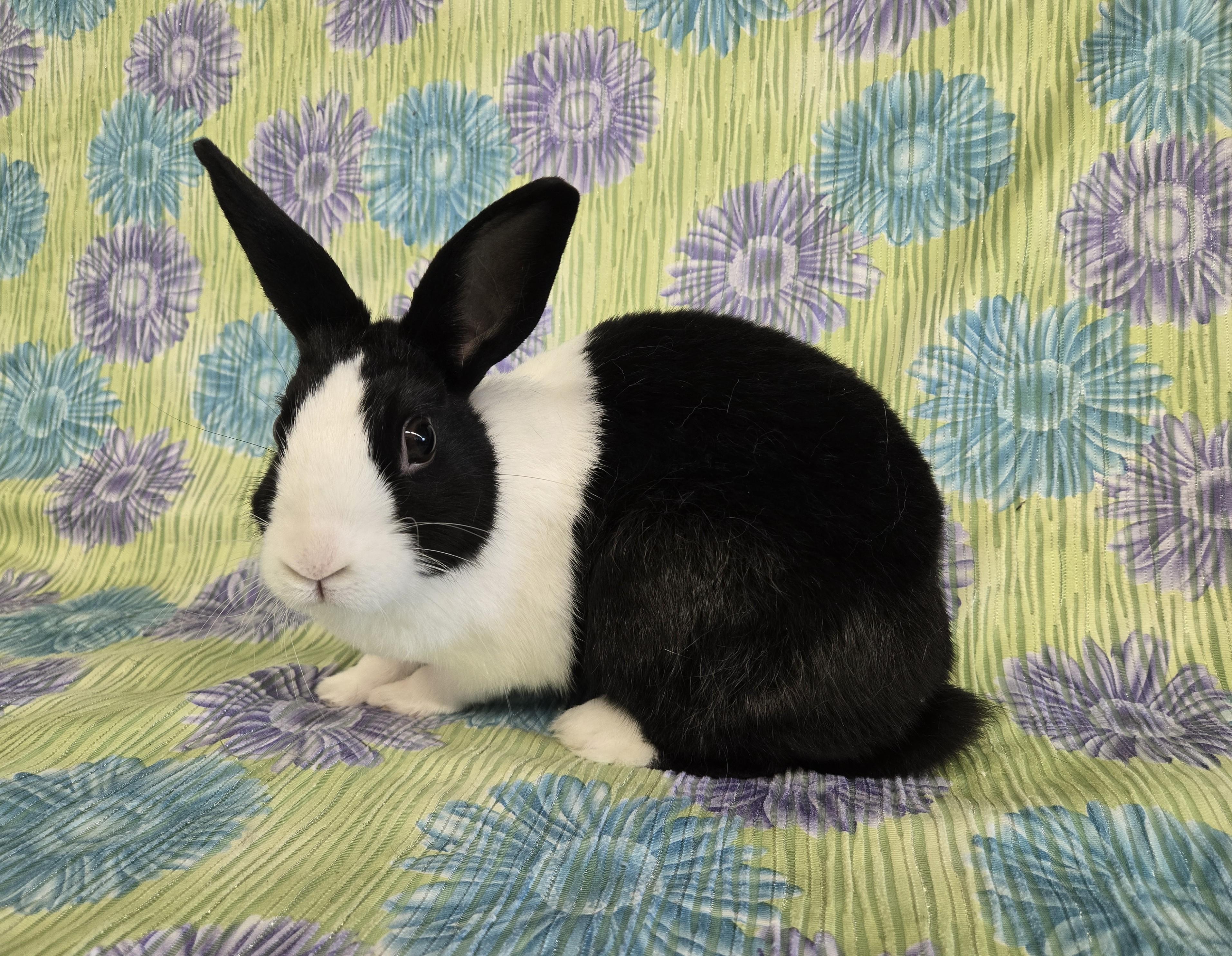 Princess Pip, Adopted, Adult Female Dutch.