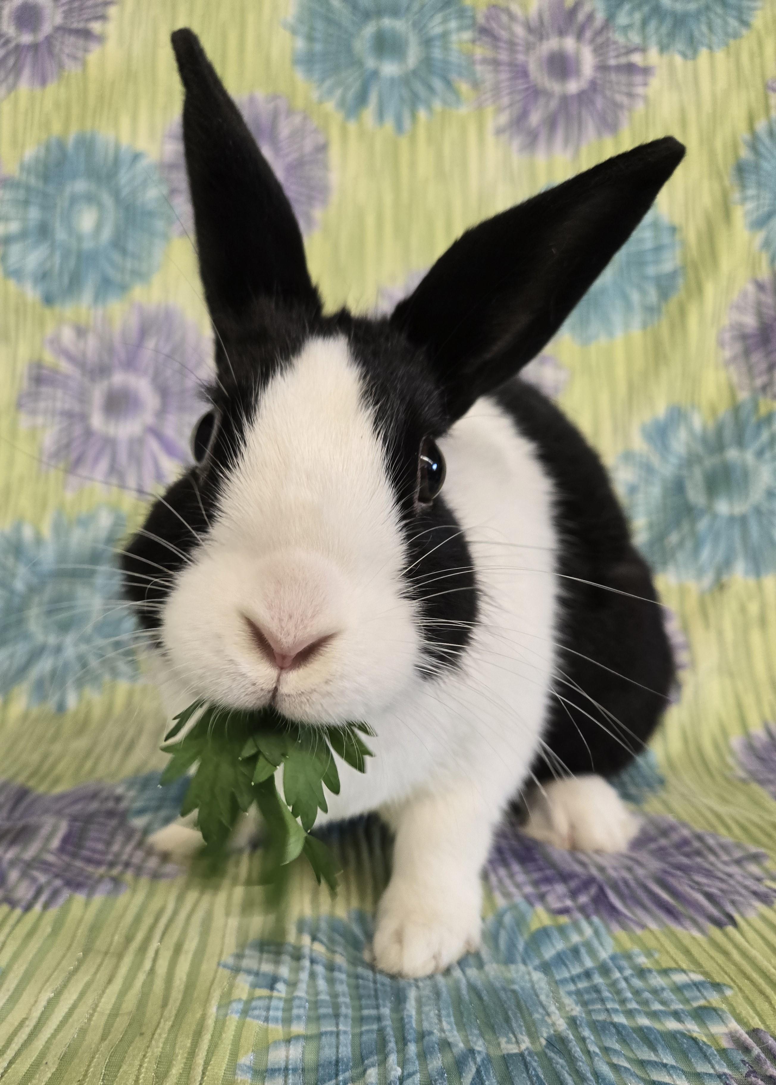 Enlarge Princess Pip, a Adopted Dutch in Deerfield, WI image 2/3