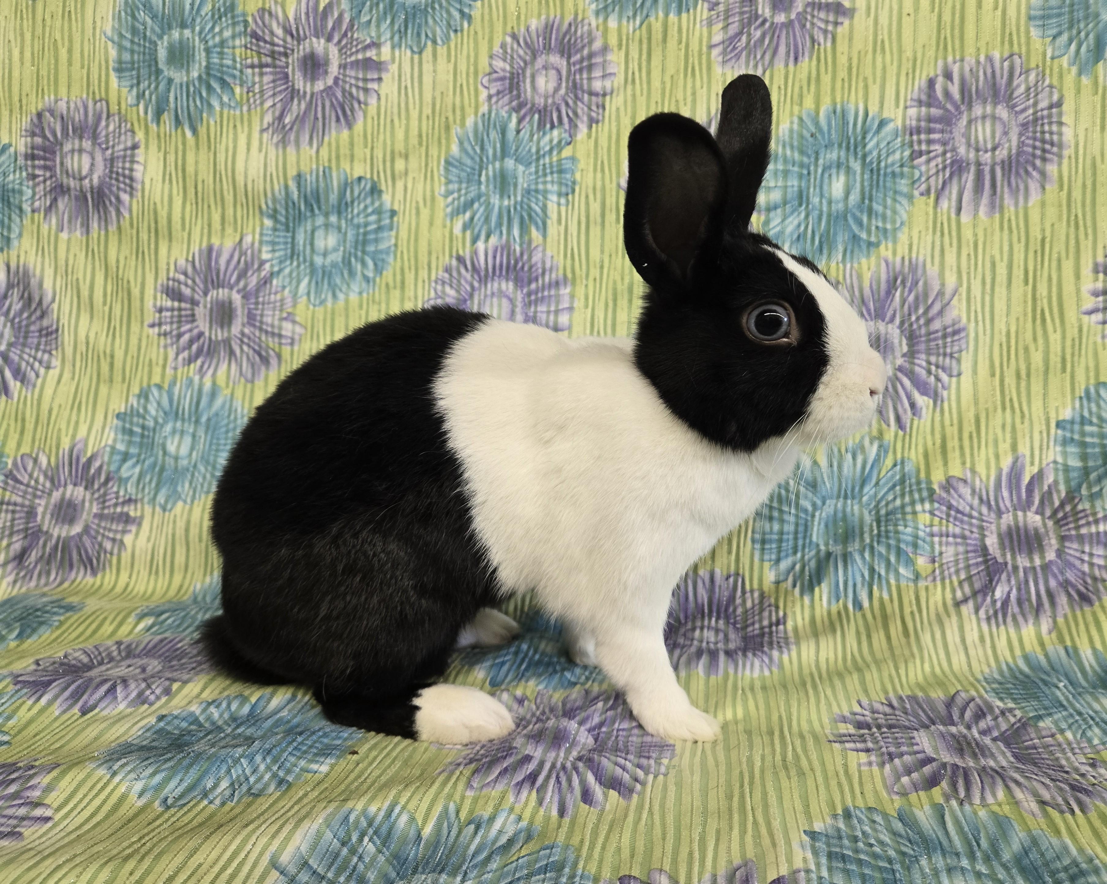 Enlarge Princess Pip, a Adopted Dutch in Deerfield, WI image 3/3