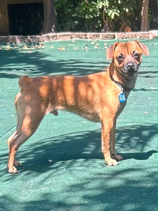 Ty, an adoptable mixed breed in Lake Worth, FL image 5/6