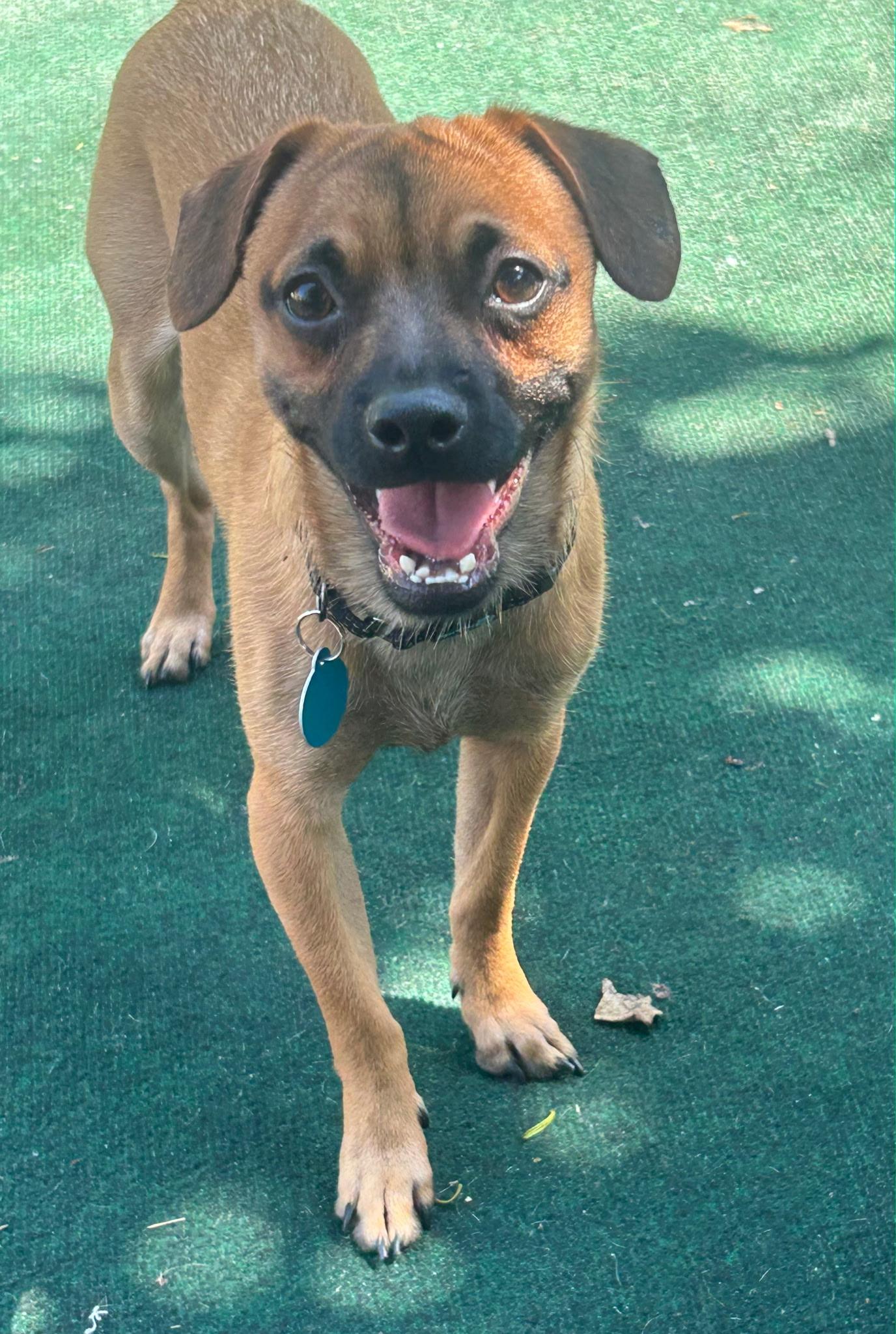 Ty, an adoptable mixed breed in Lake Worth, FL image 3/6