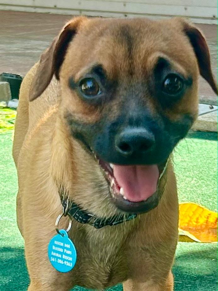 Ty, an adoptable mixed breed in Lake Worth, FL image 2/6