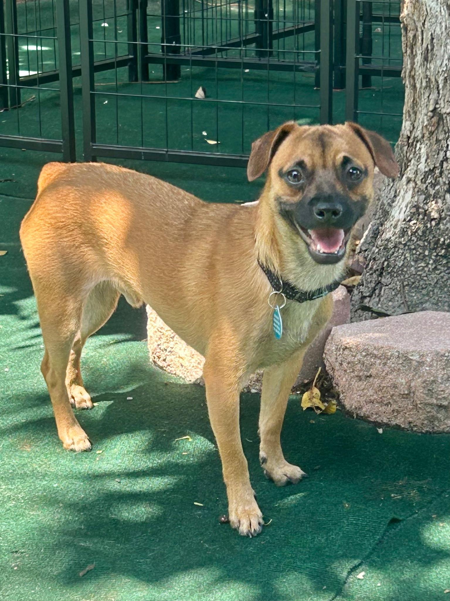 Ty, an adoptable mixed breed in Lake Worth, FL image 6/6