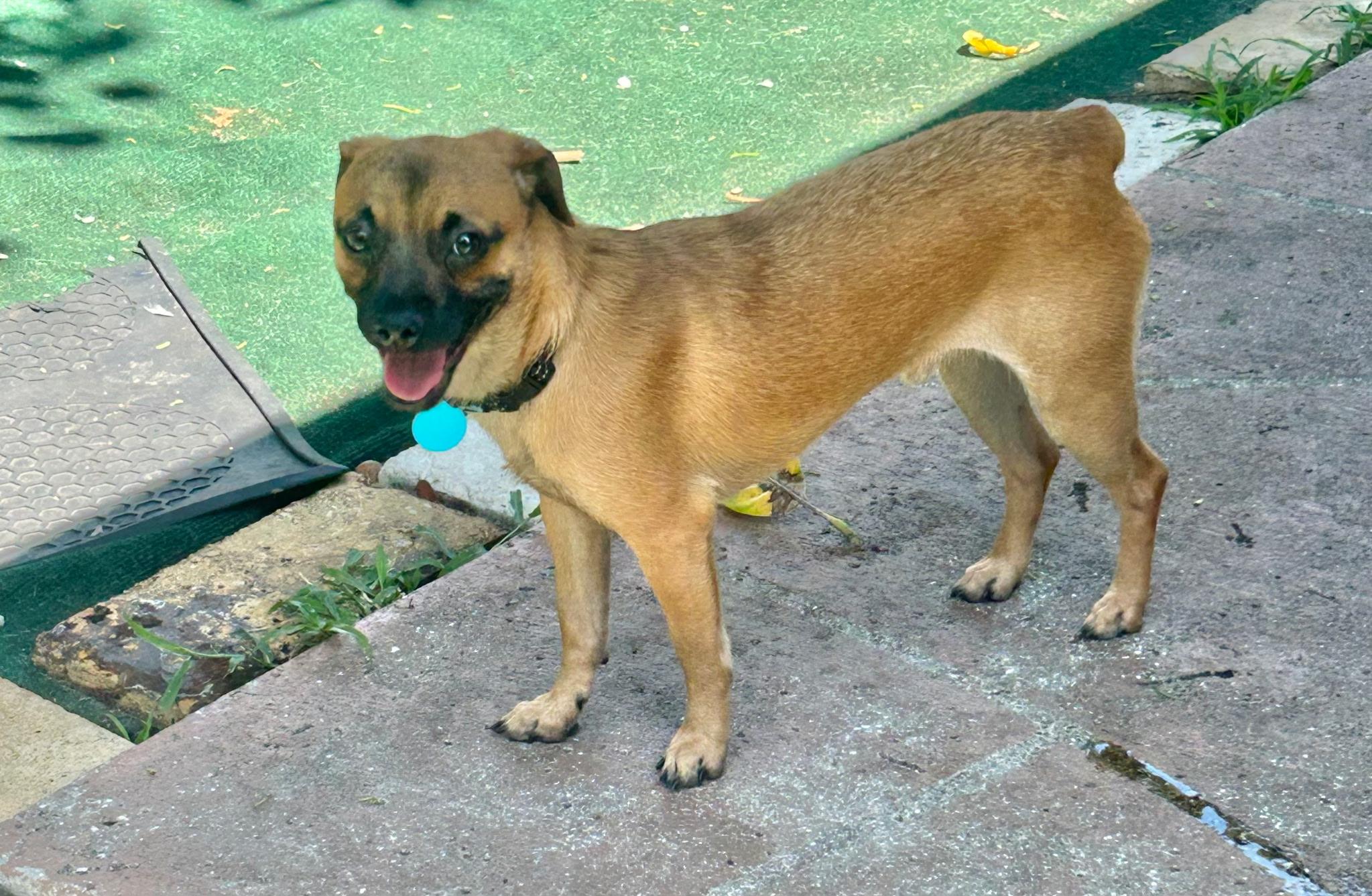 Ty, an adoptable mixed breed in Lake Worth, FL image 4/6
