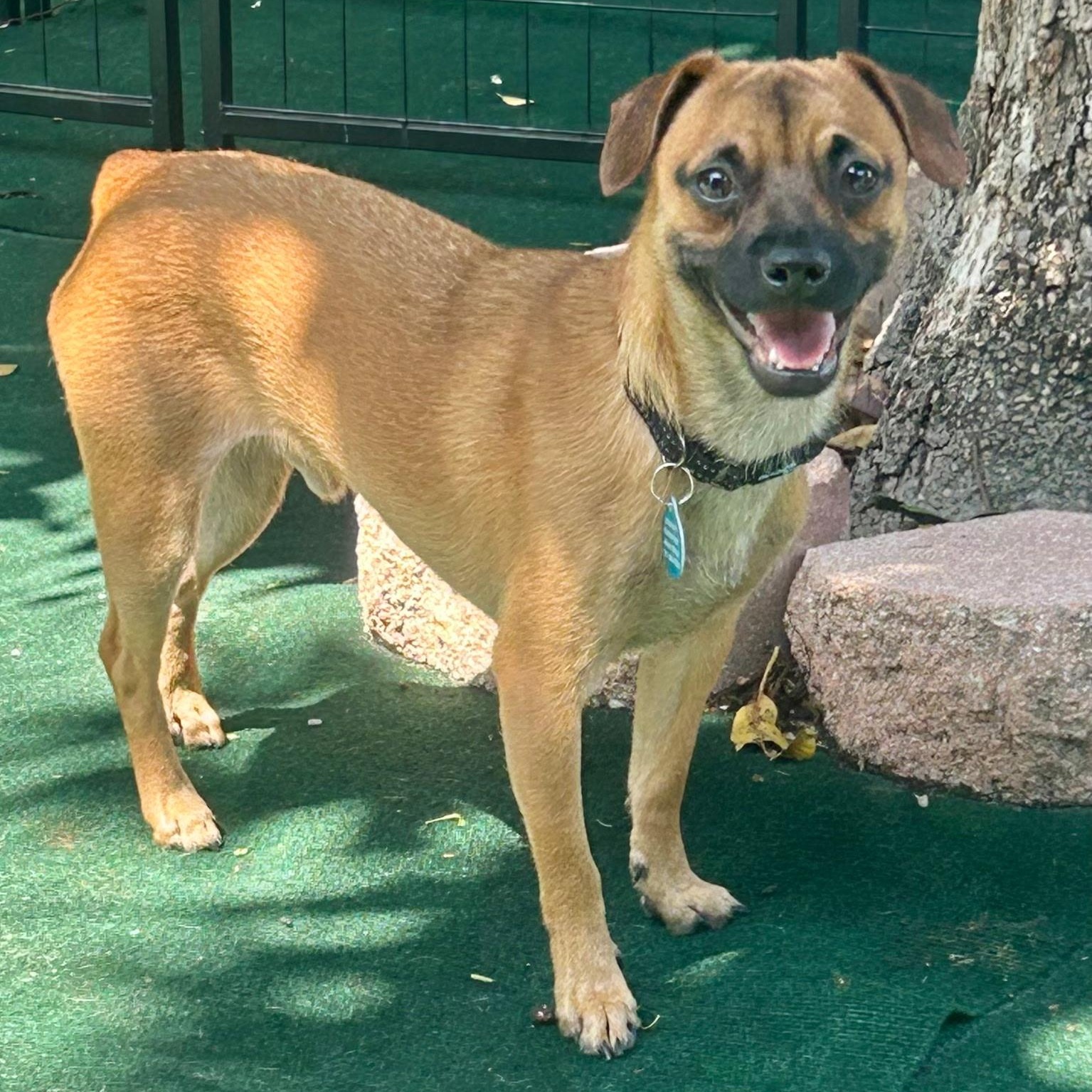 Ty, an adoptable mixed breed in Lake Worth, FL image 1/6