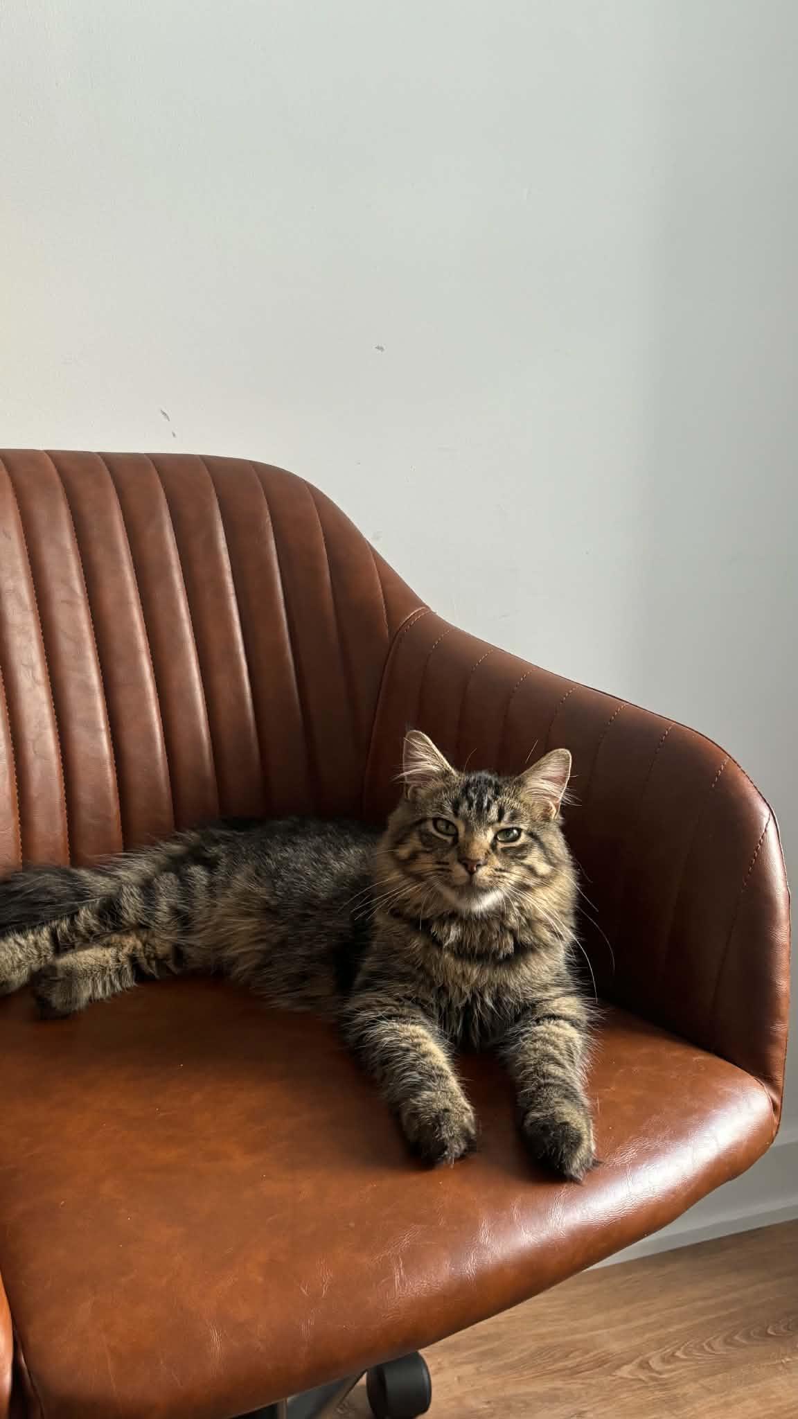 Enlarge Will, a Adoptable Tabby in Verdun, QC image 1/1