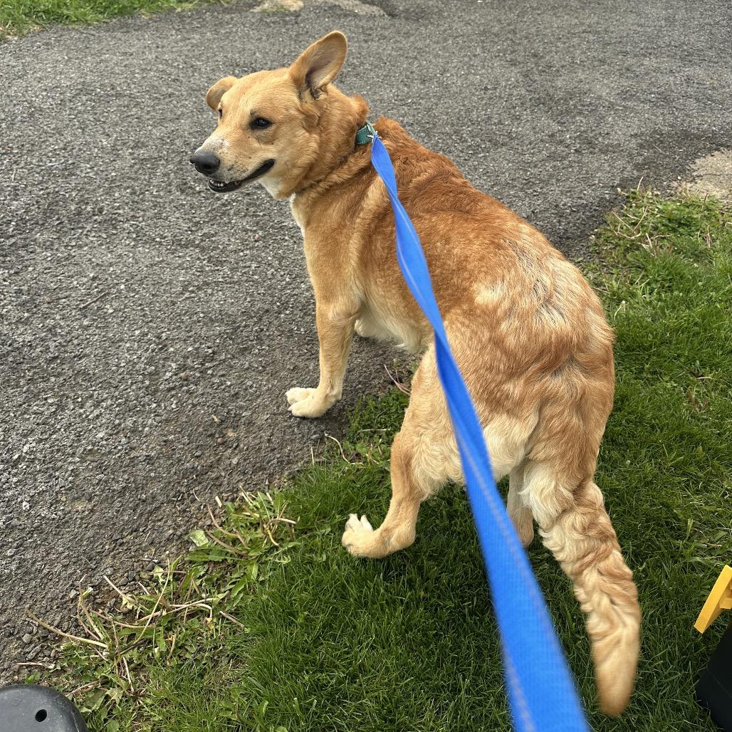 Chance, Adoptable, Young Male German Shepherd Dog.