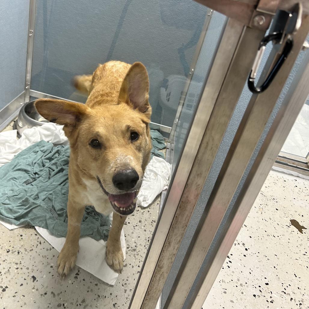 Enlarge Chance, a Adoptable German Shepherd Dog in Uniontown, PA image 2/5