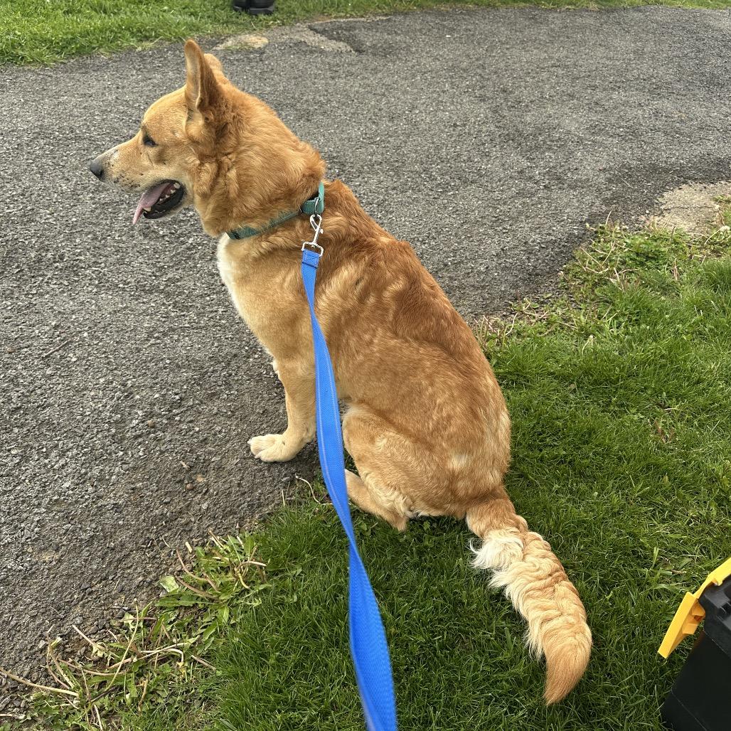 Enlarge Chance, a Adoptable German Shepherd Dog in Uniontown, PA image 3/5
