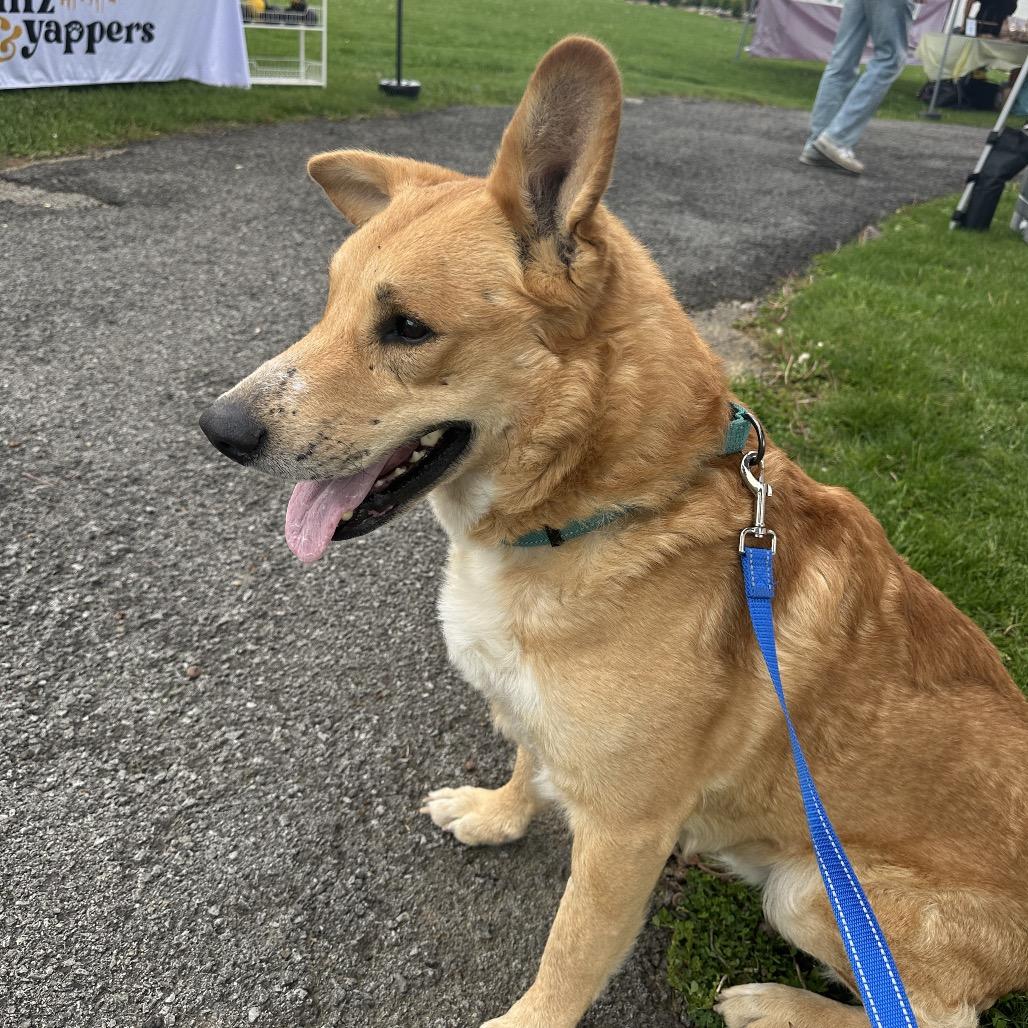 Enlarge Chance, a Adoptable German Shepherd Dog in Uniontown, PA image 4/5