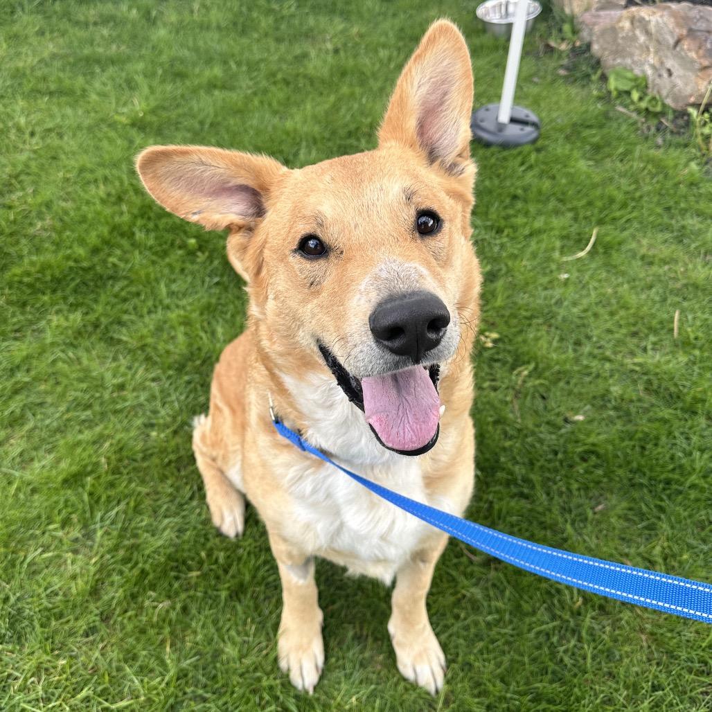 Enlarge Chance, a Adoptable German Shepherd Dog in Uniontown, PA image 5/5