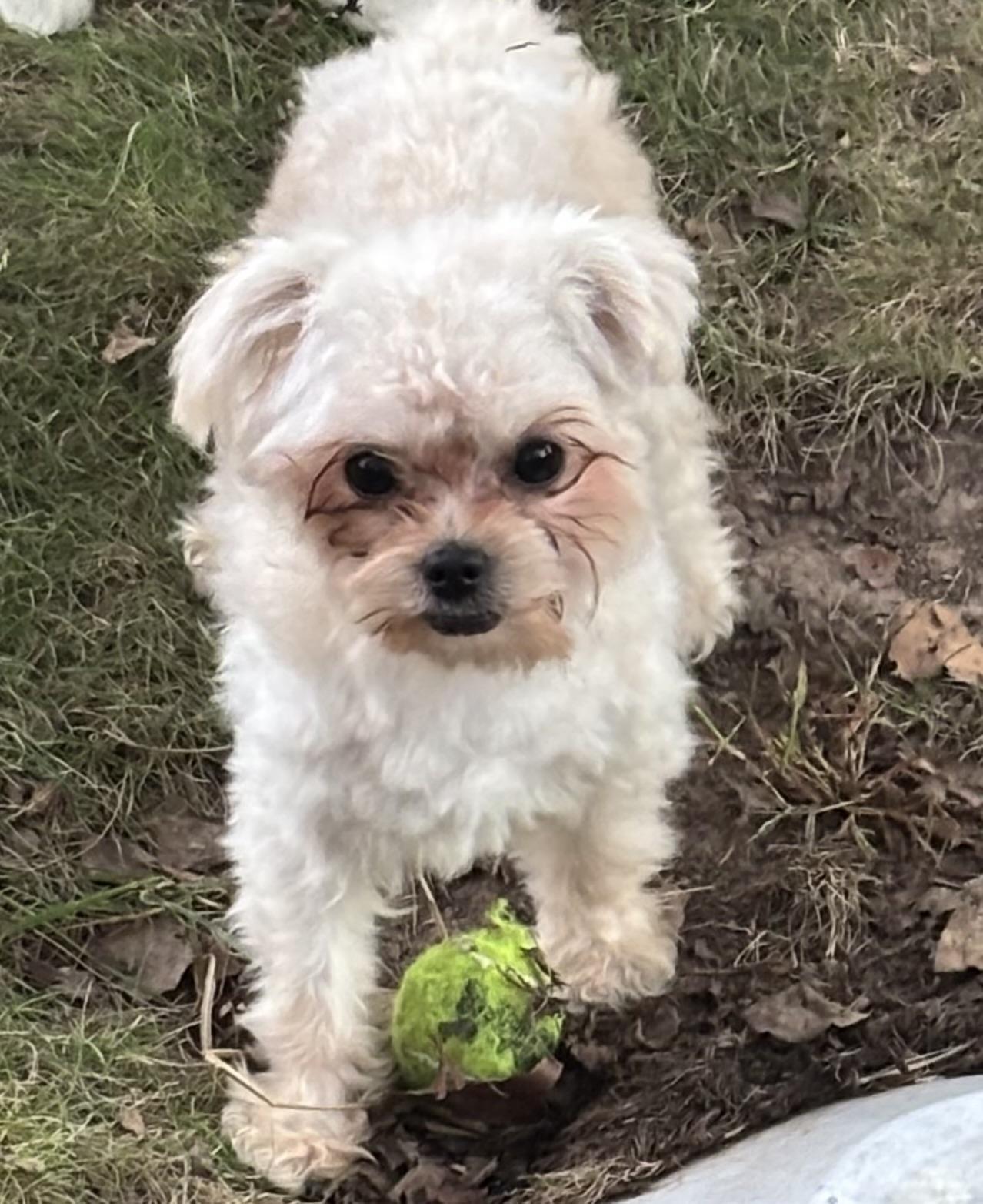 Ozzie, an adoptable Maltipoo in Lambertville, NJ, 08530 | Photo Image 1