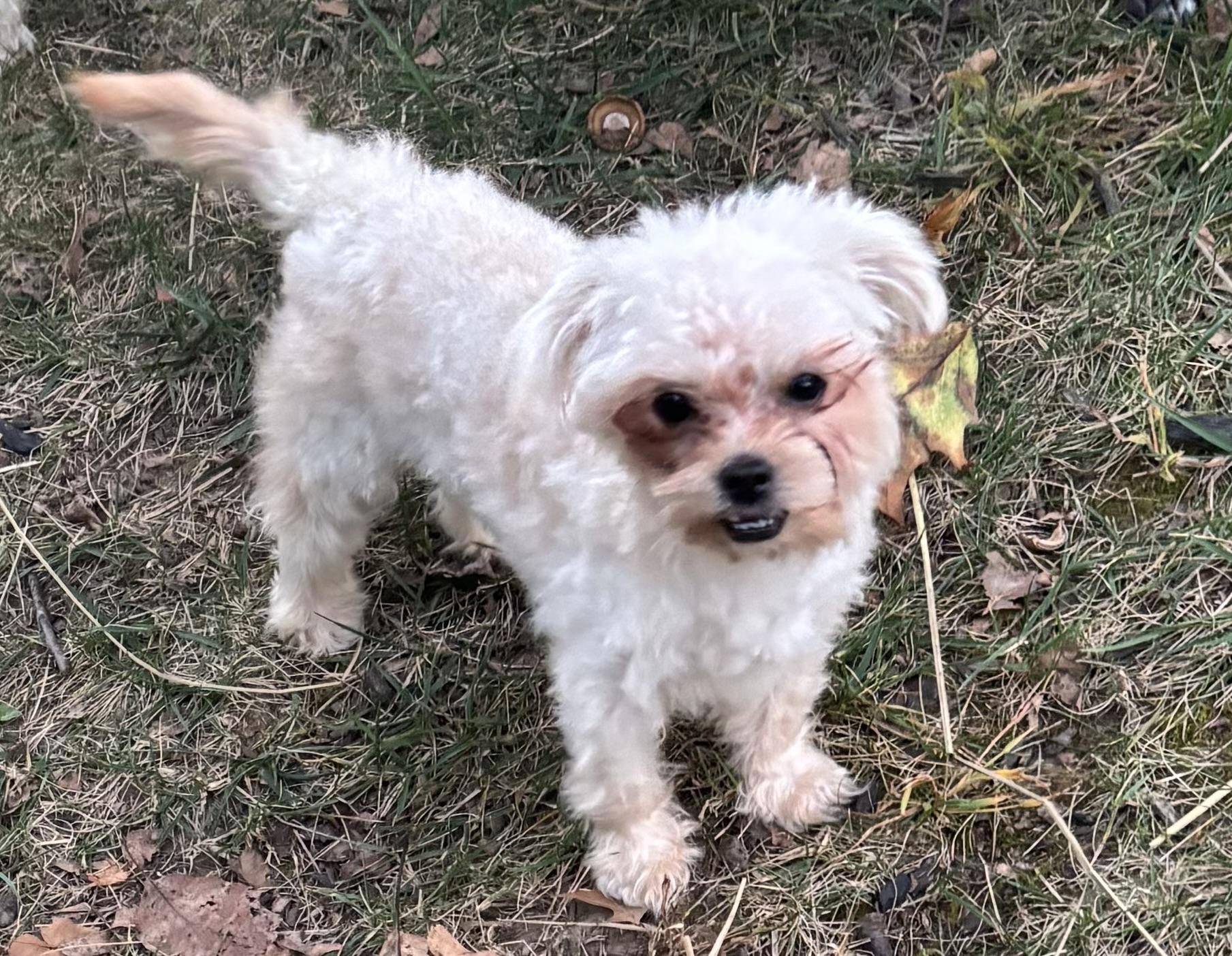 Ozzie, an adoptable Maltipoo in Lambertville, NJ, 08530 | Photo Image 4