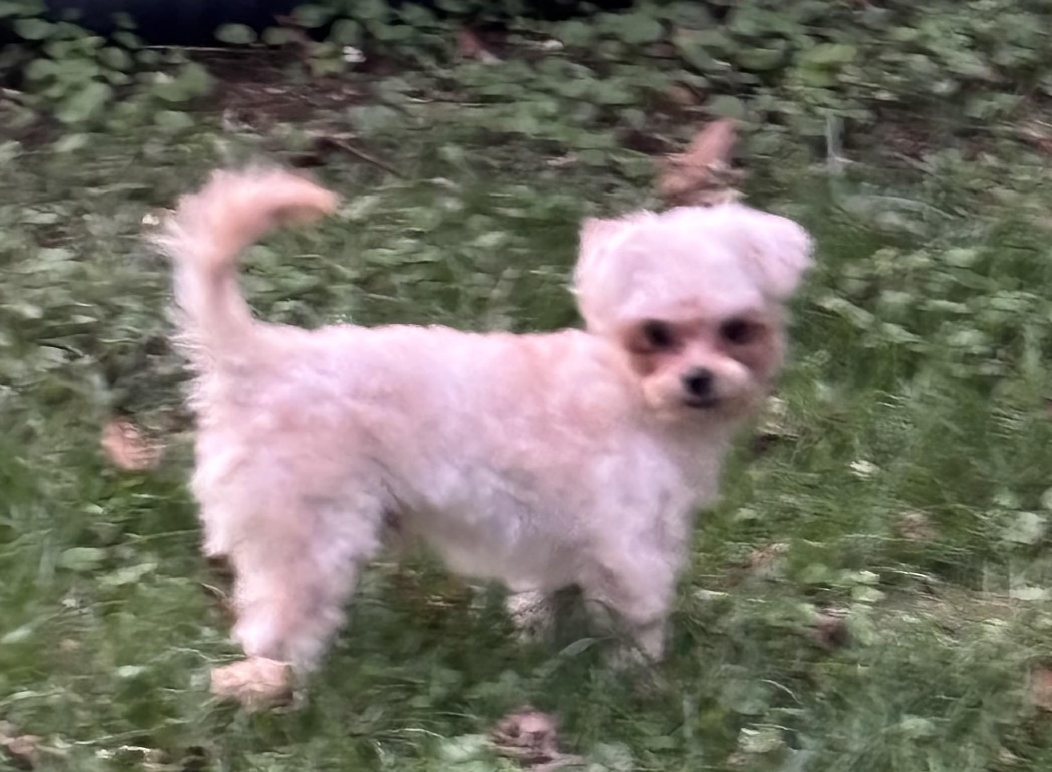 Ozzie, an adoptable Maltipoo in Lambertville, NJ, 08530 | Photo Image 5