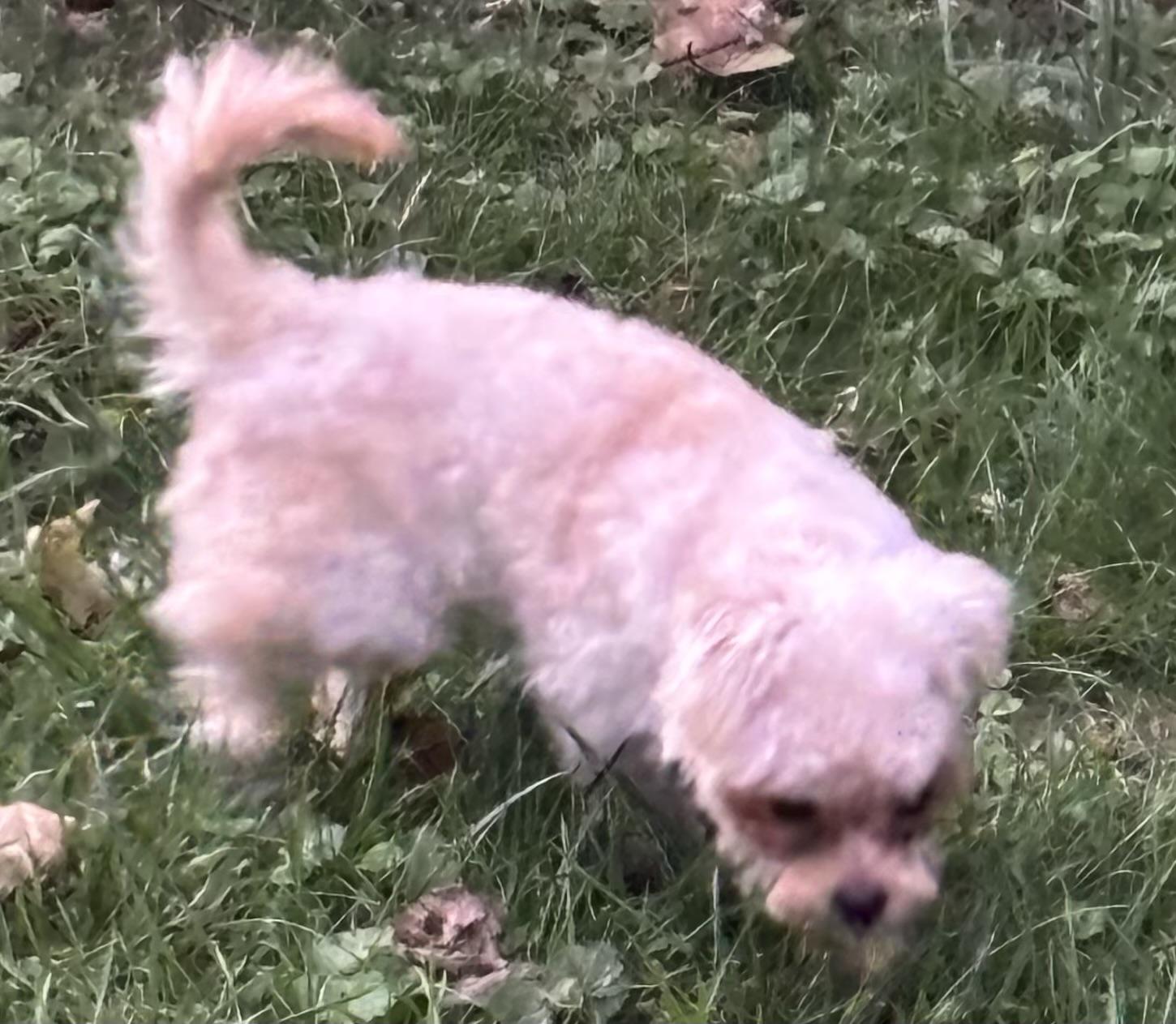 Ozzie, an adoptable Maltipoo in Lambertville, NJ, 08530 | Photo Image 6