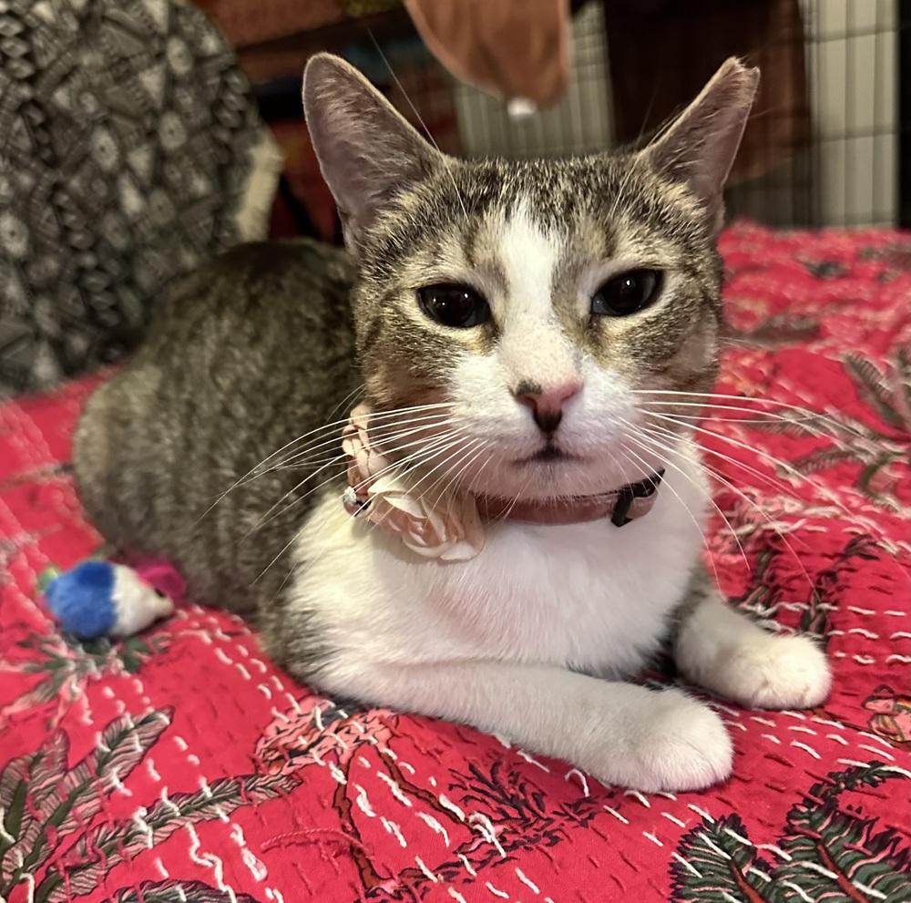 Beatrice, Adoptable, Adult Female Domestic Short Hair & Tabby.