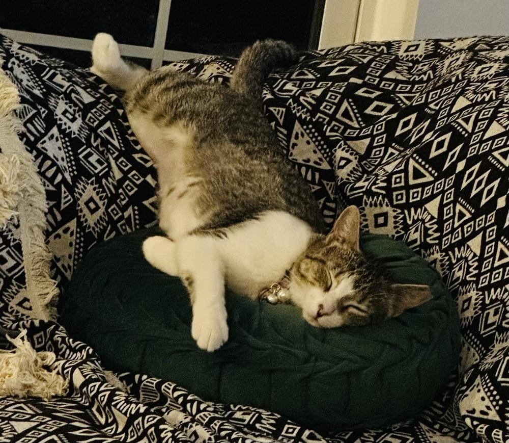 Enlarge Beatrice, a Adoptable mixed breed in Panama City Beach, FL image 2/4