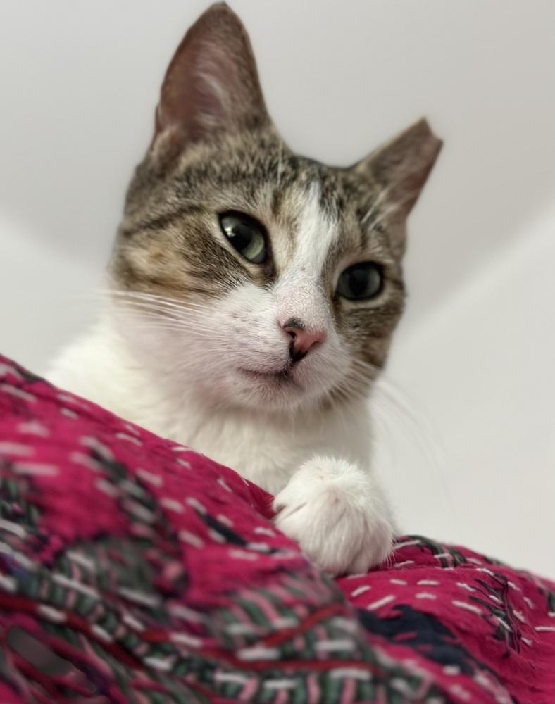 Enlarge Beatrice, a Adoptable mixed breed in Panama City Beach, FL image 3/4