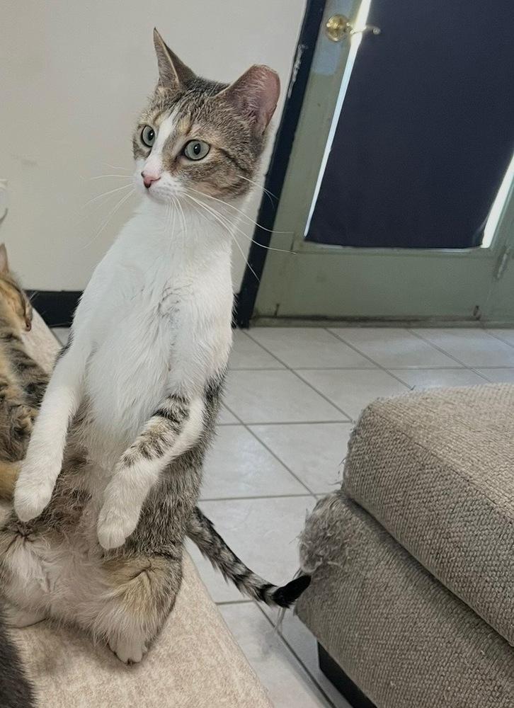 Enlarge Beatrice, a Adoptable mixed breed in Panama City Beach, FL image 4/4