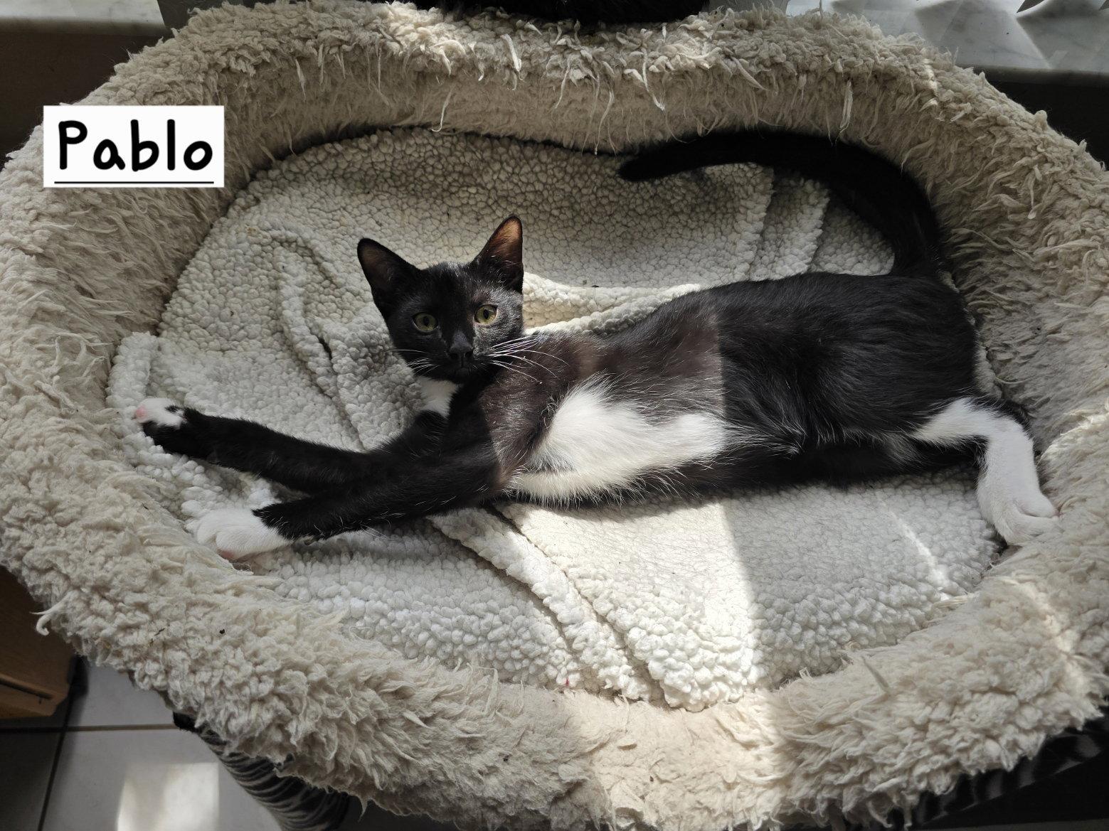 Pablo, Adoptable, Young Male Domestic Short Hair.