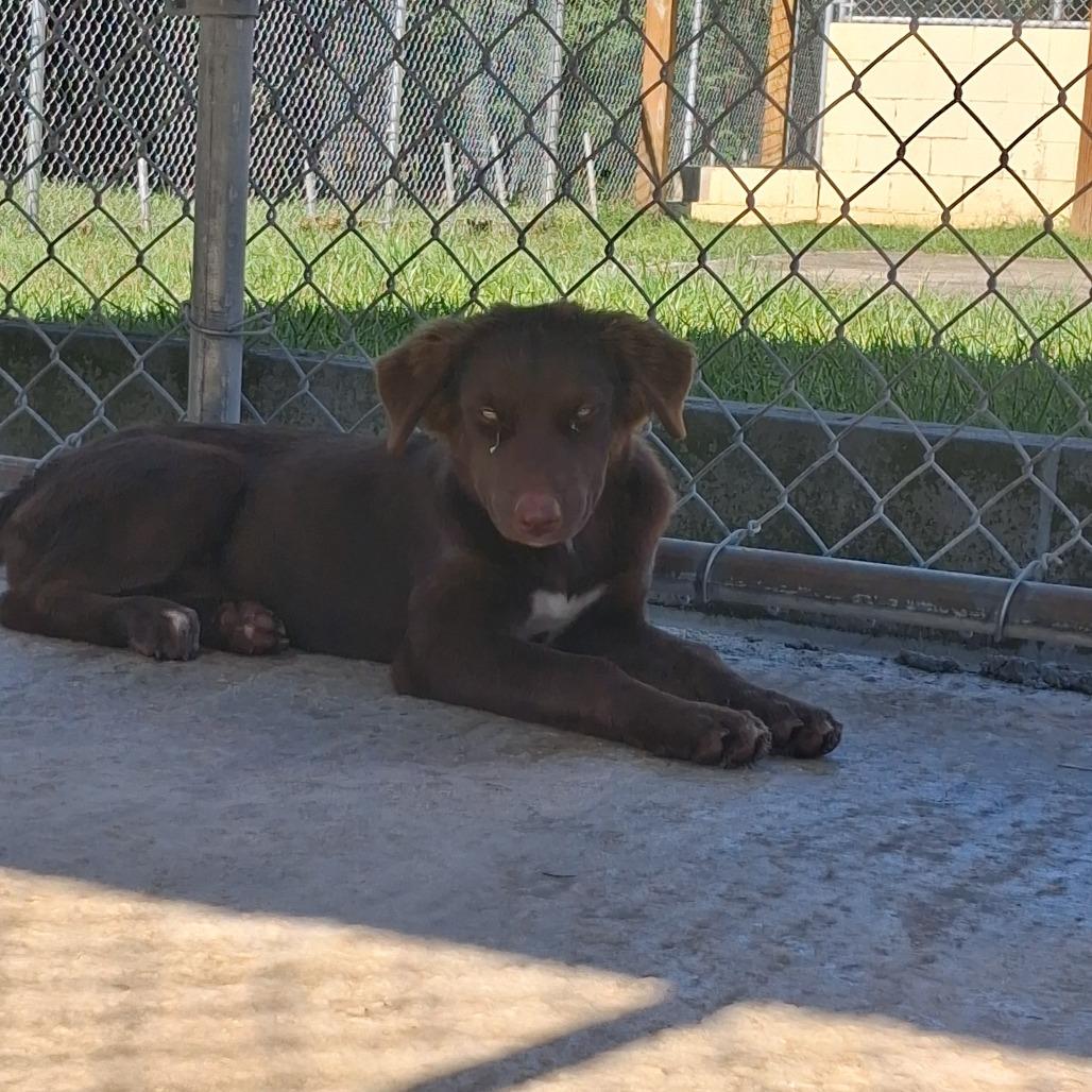 Coco, Adoptable, Puppy Female Mixed Breed.