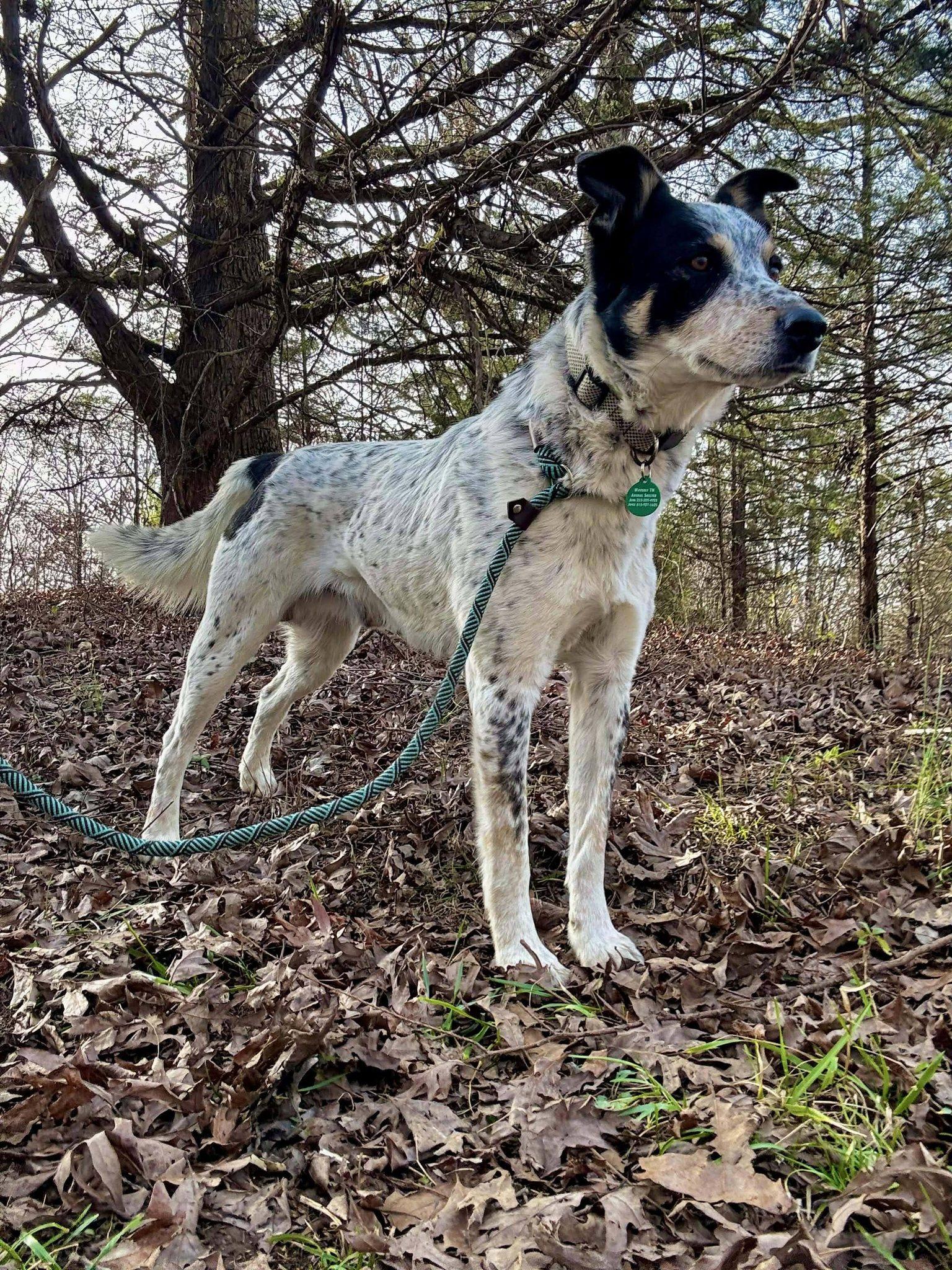 Enlarge DIESEL, a ADOPTABLE mixed breed in Waverly, TN image 2/4