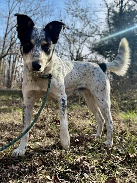 Enlarge DIESEL, a ADOPTABLE mixed breed in Waverly, TN image 3/4