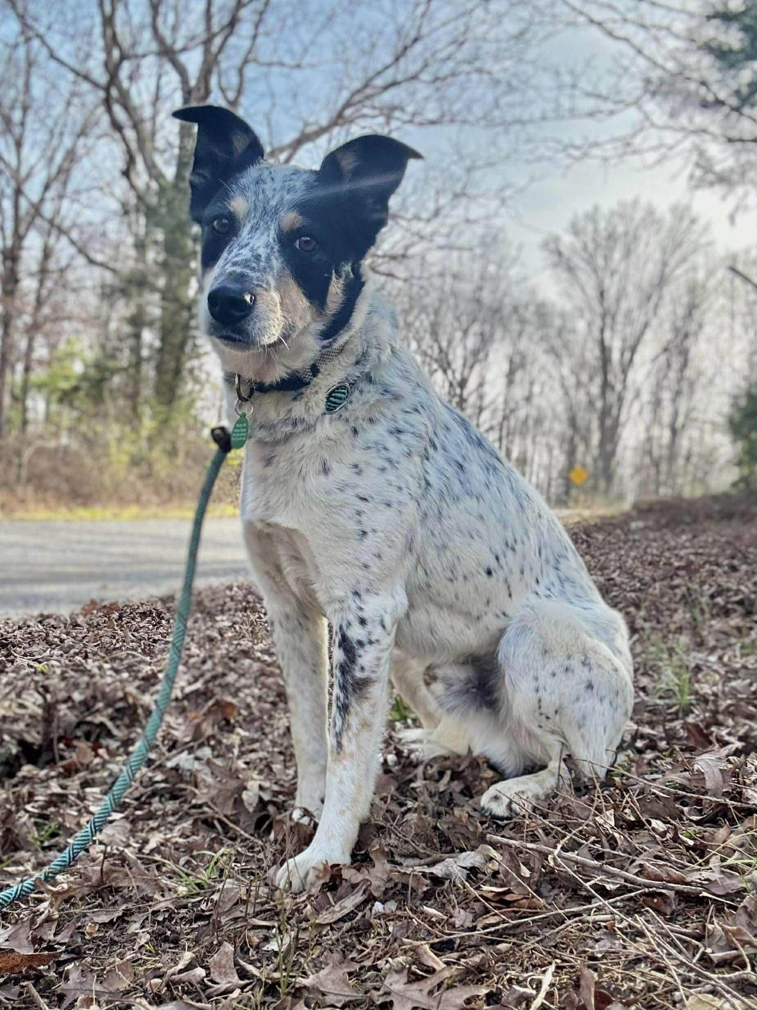Enlarge DIESEL, a ADOPTABLE mixed breed in Waverly, TN image 4/4
