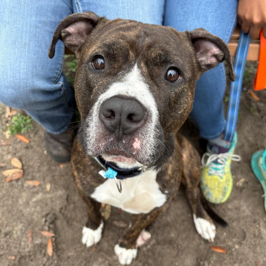 Enlarge Brody, a Adoptable Mixed Breed in Jacksonville, FL image 2/6
