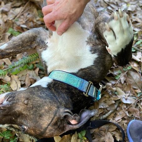 Enlarge Brody, a Adoptable Mixed Breed in Jacksonville, FL image 3/6