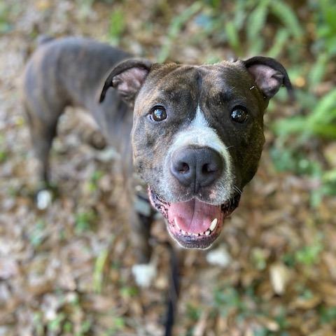 Enlarge Brody, a Adoptable Mixed Breed in Jacksonville, FL image 4/6