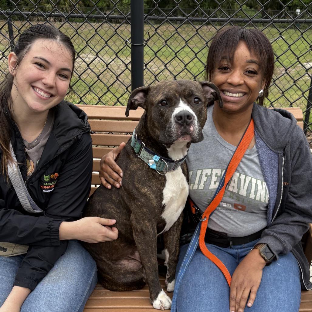Enlarge Brody, a Adoptable Mixed Breed in Jacksonville, FL image 5/6