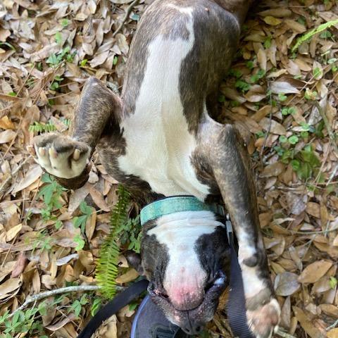 Enlarge Brody, a Adoptable Mixed Breed in Jacksonville, FL image 6/6