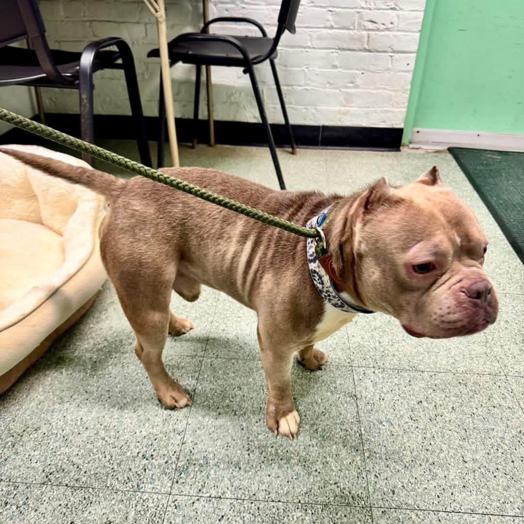 Enlarge Mr. Pebbles, a Adoptable mixed breed in Newfoundland, NJ image 2/6