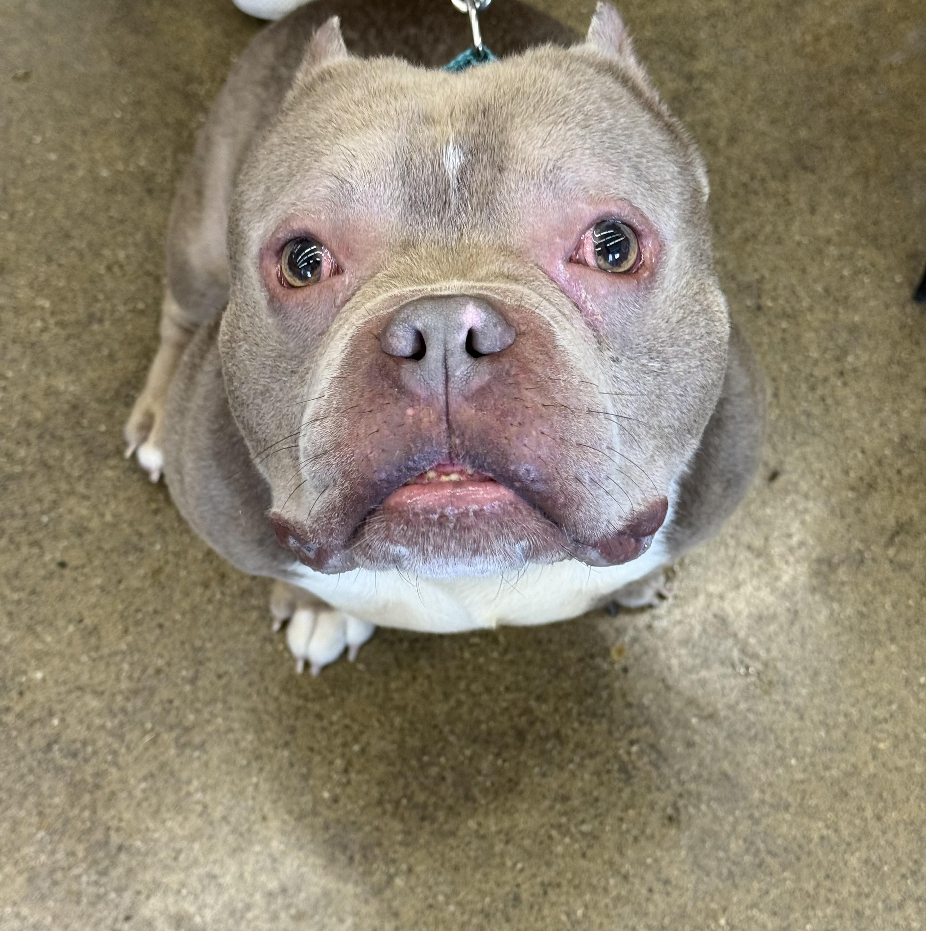 Enlarge Mr. Pebbles, a Adoptable mixed breed in Newfoundland, NJ image 1/6