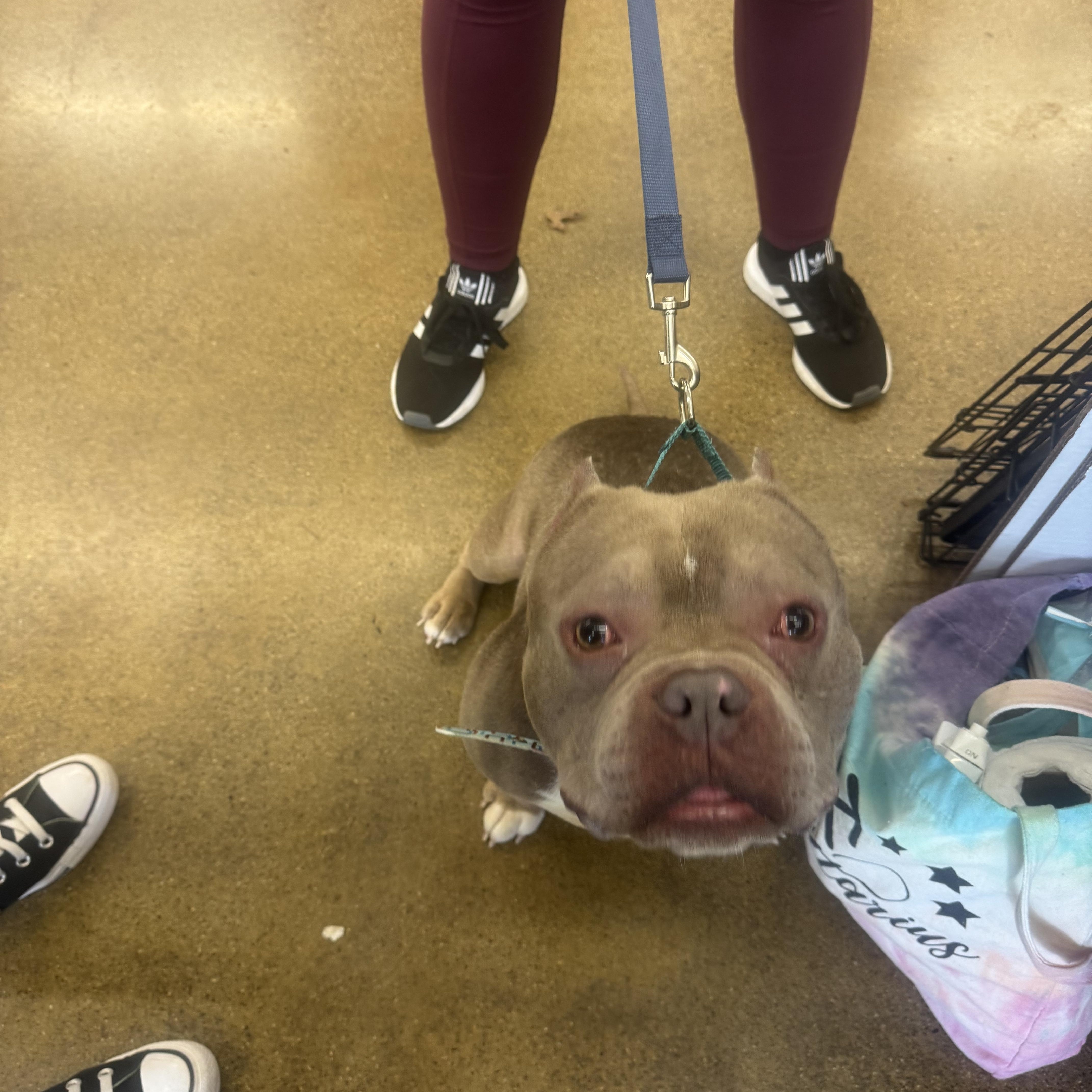 Enlarge Mr. Pebbles, a Adoptable mixed breed in Newfoundland, NJ image 3/6