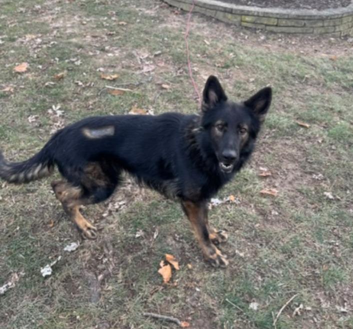 HENRY, a Adoptable German Shepherd Dog in Carroll, OH image 1/2
