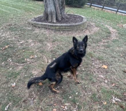 HENRY, a Adoptable German Shepherd Dog in Carroll, OH image 2/2