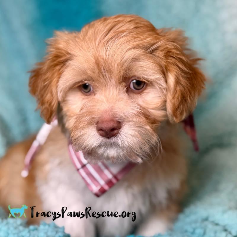 Waffle — The Cutest Little Stuffed Animal Come to Life, a Adoptable mixed breed in St Augustine, FL image 2/6