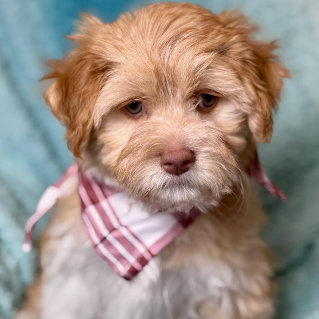 Waffle — The Cutest Little Stuffed Animal Come to Life, a Adoptable mixed breed in St Augustine, FL image 3/6