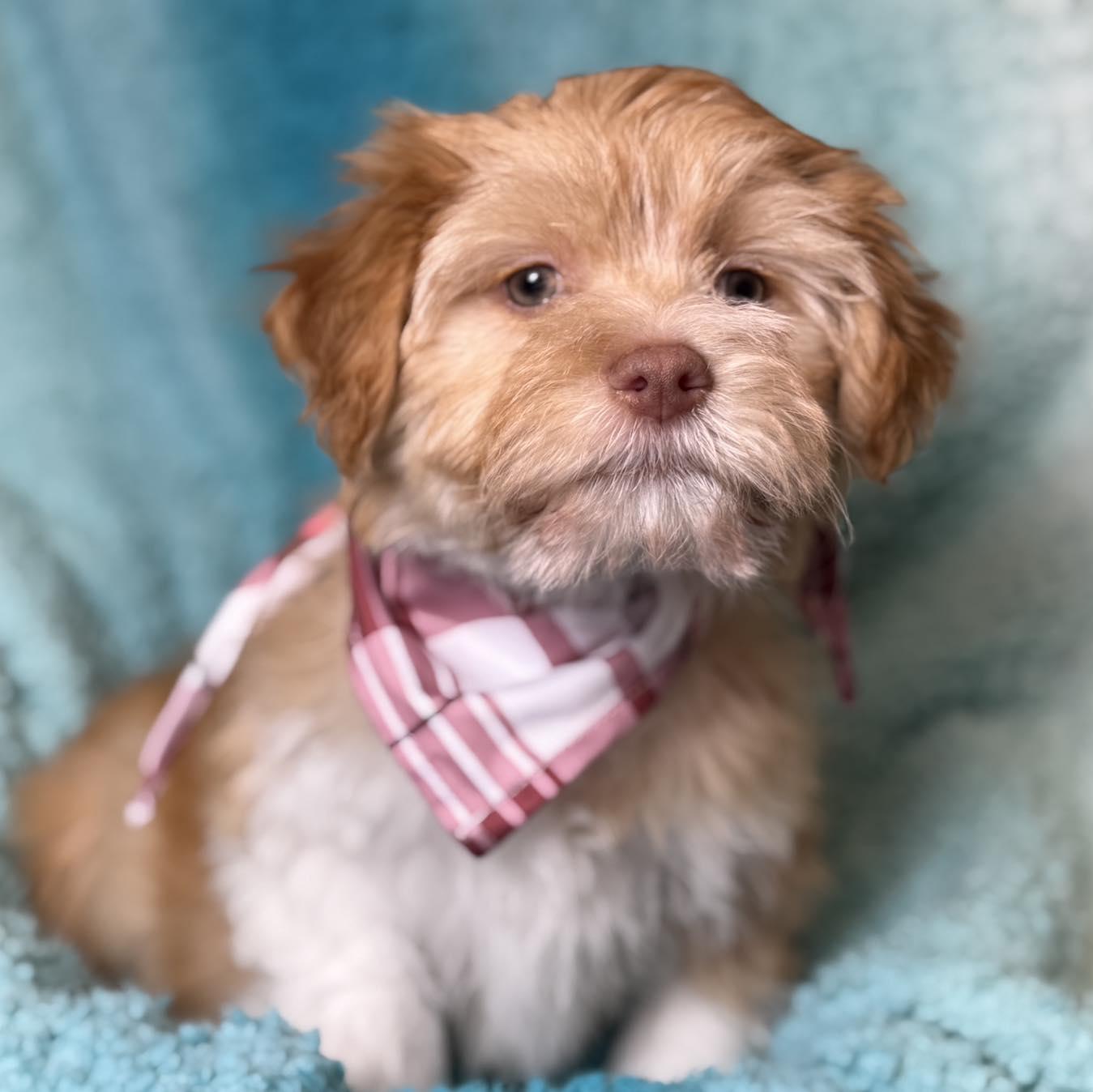 Waffle — The Cutest Little Stuffed Animal Come to Life, a Adoptable mixed breed in St Augustine, FL image 4/6