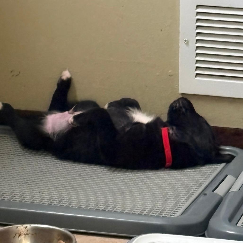 Pepe le Pew, Red Collar, Adoptable, Puppy Male Australian Shepherd & Mixed Breed.
