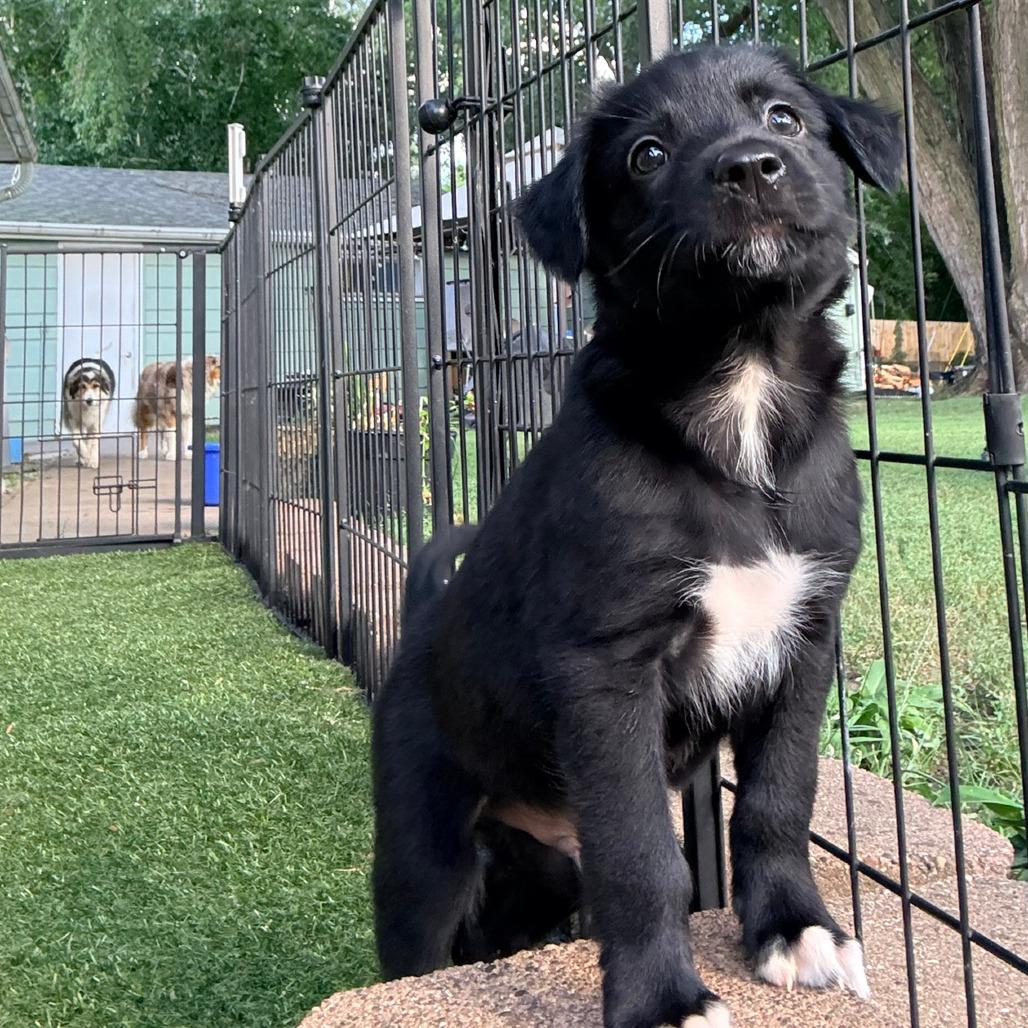 Enlarge Pepe le Pew, Red Collar, a Adoptable mixed breed in Ada, MN image 2/6