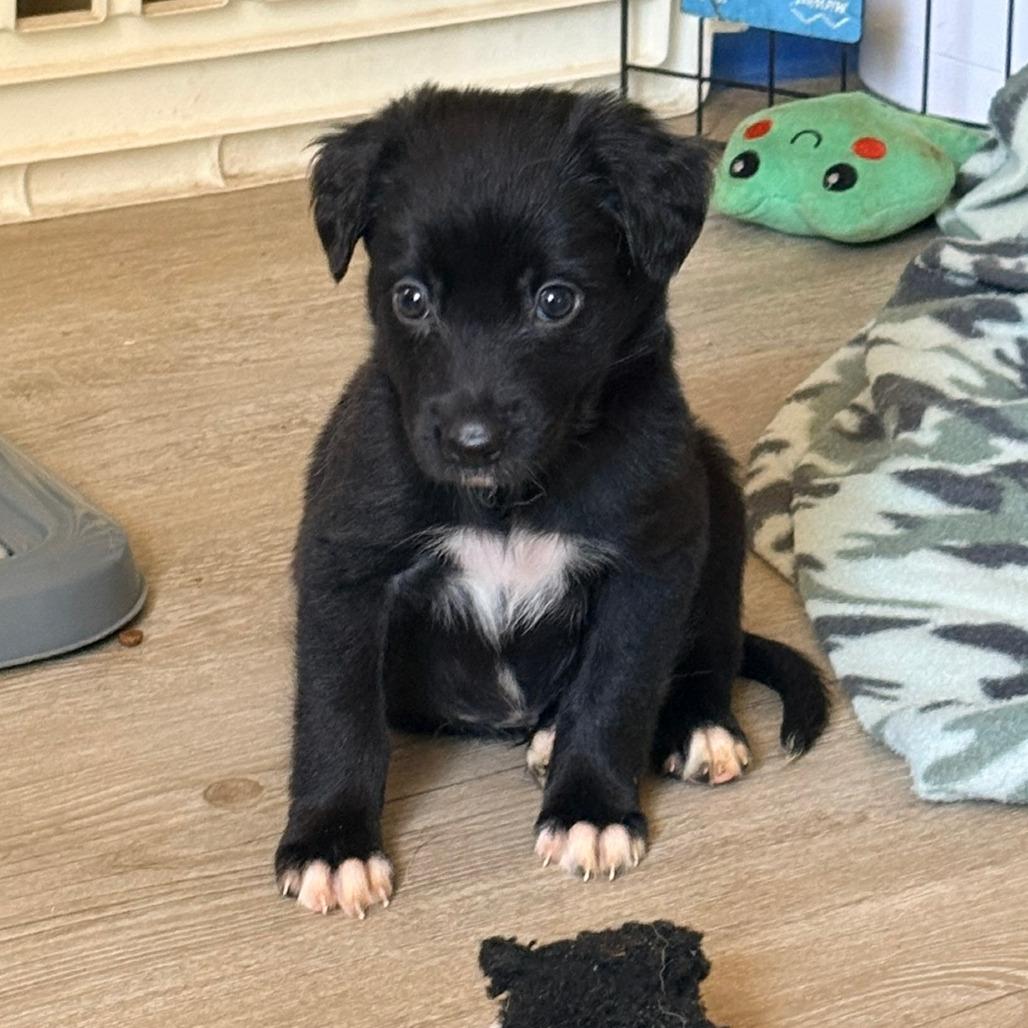 Enlarge Pepe le Pew, Red Collar, a Adoptable mixed breed in Ada, MN image 4/6
