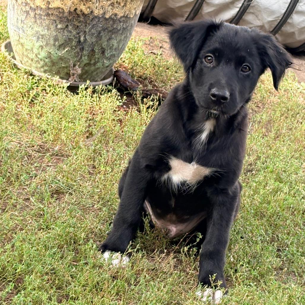 Enlarge Pepe le Pew, Red Collar, a Adoptable mixed breed in Ada, MN image 5/6