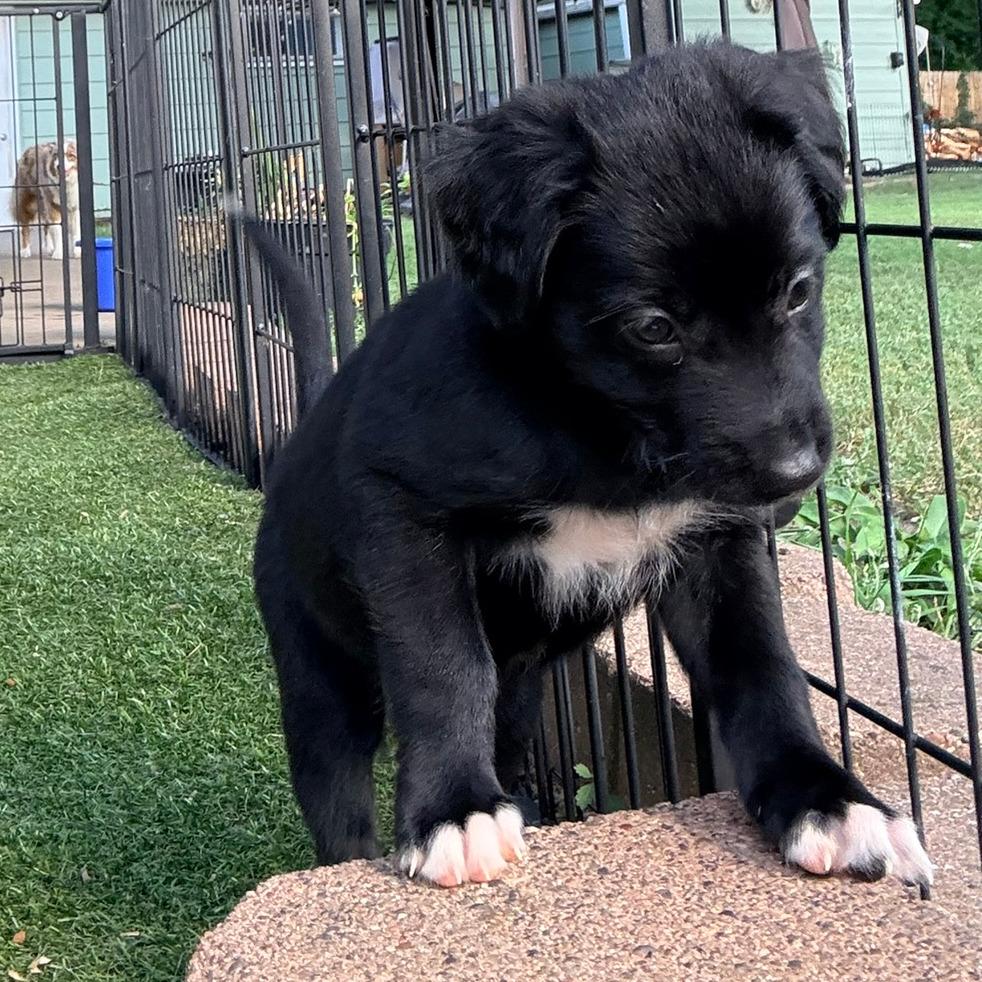 Enlarge Pepe le Pew, Red Collar, a Adoptable mixed breed in Ada, MN image 6/6