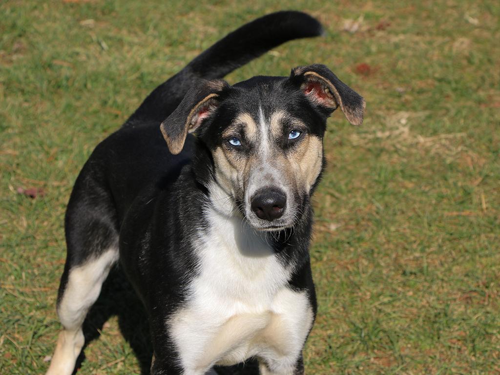 Enlarge Sheba, an adoptable mixed breed in Charles Town, WV image 4/4