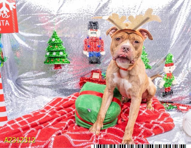 ROBERT, Adoptable, Adult Male Mixed Breed.