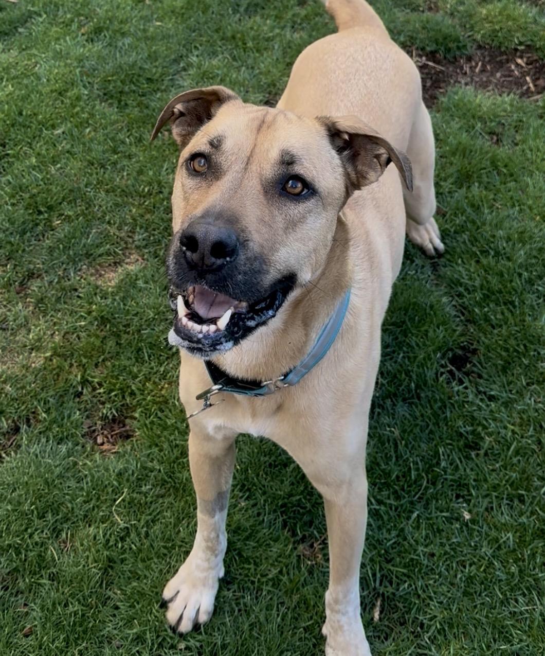 Enlarge Moose , a ADOPTABLE mixed breed in Albuquerque, NM image 2/6